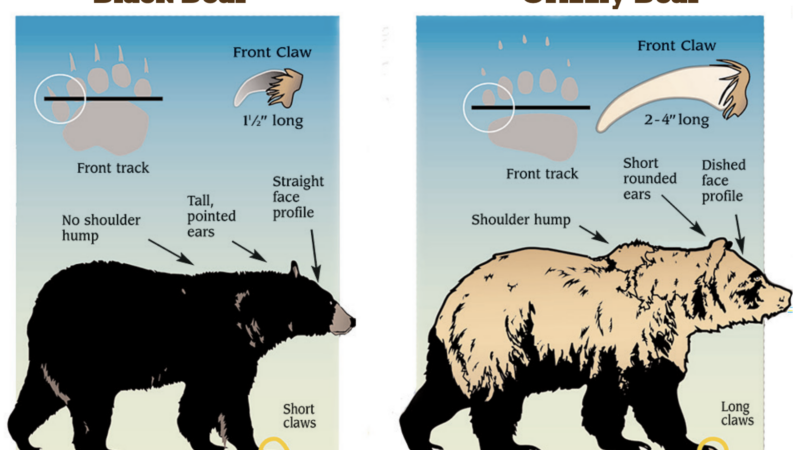 Idaho Hunter Self-Reports Bear Identification Error After Mistaking a Black Bear for a Grizzly