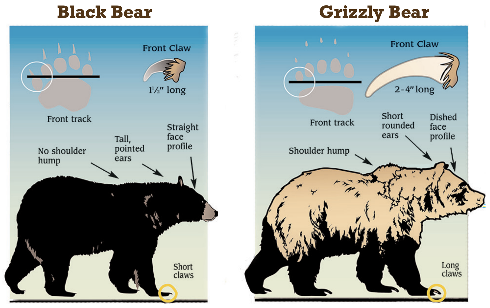 An illustration of black vs grizzly bear