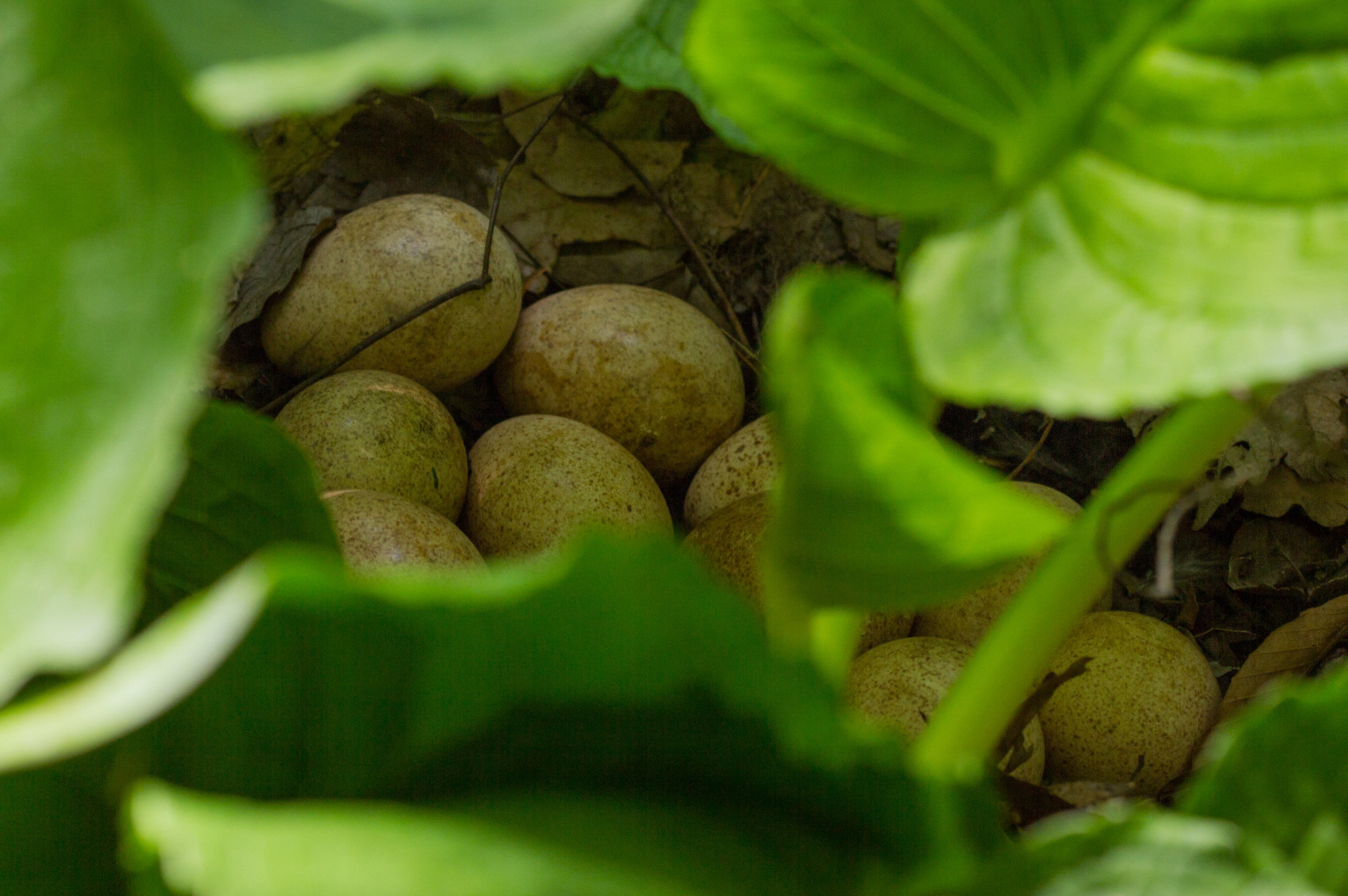 A turkey nest hiding in skunk cabbage.