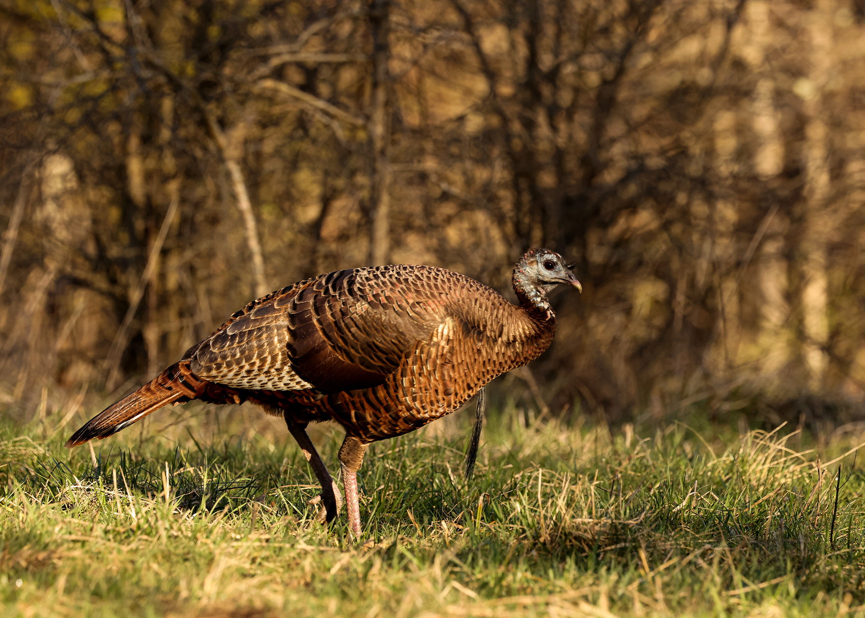 A bearded hen in a field.