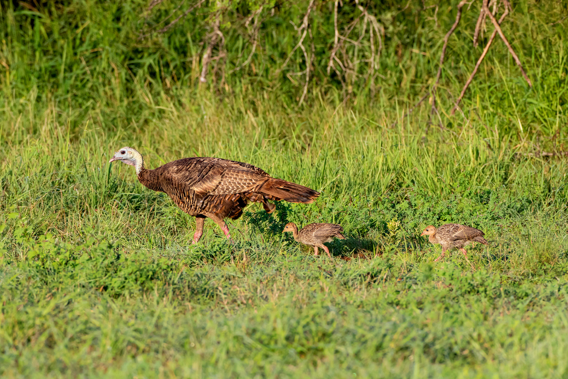 Turkey hen walking with poults.