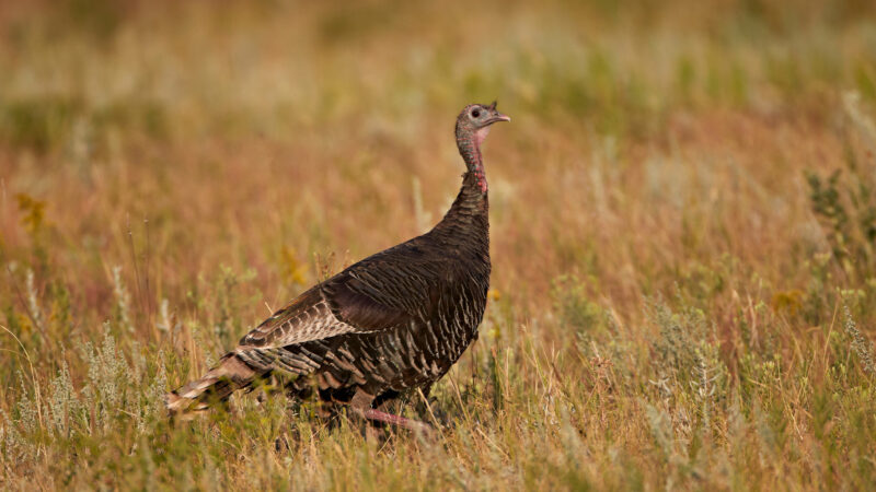If Turkey Populations Are Struggling, Why Do We Still Shoot Hens in the Fall?