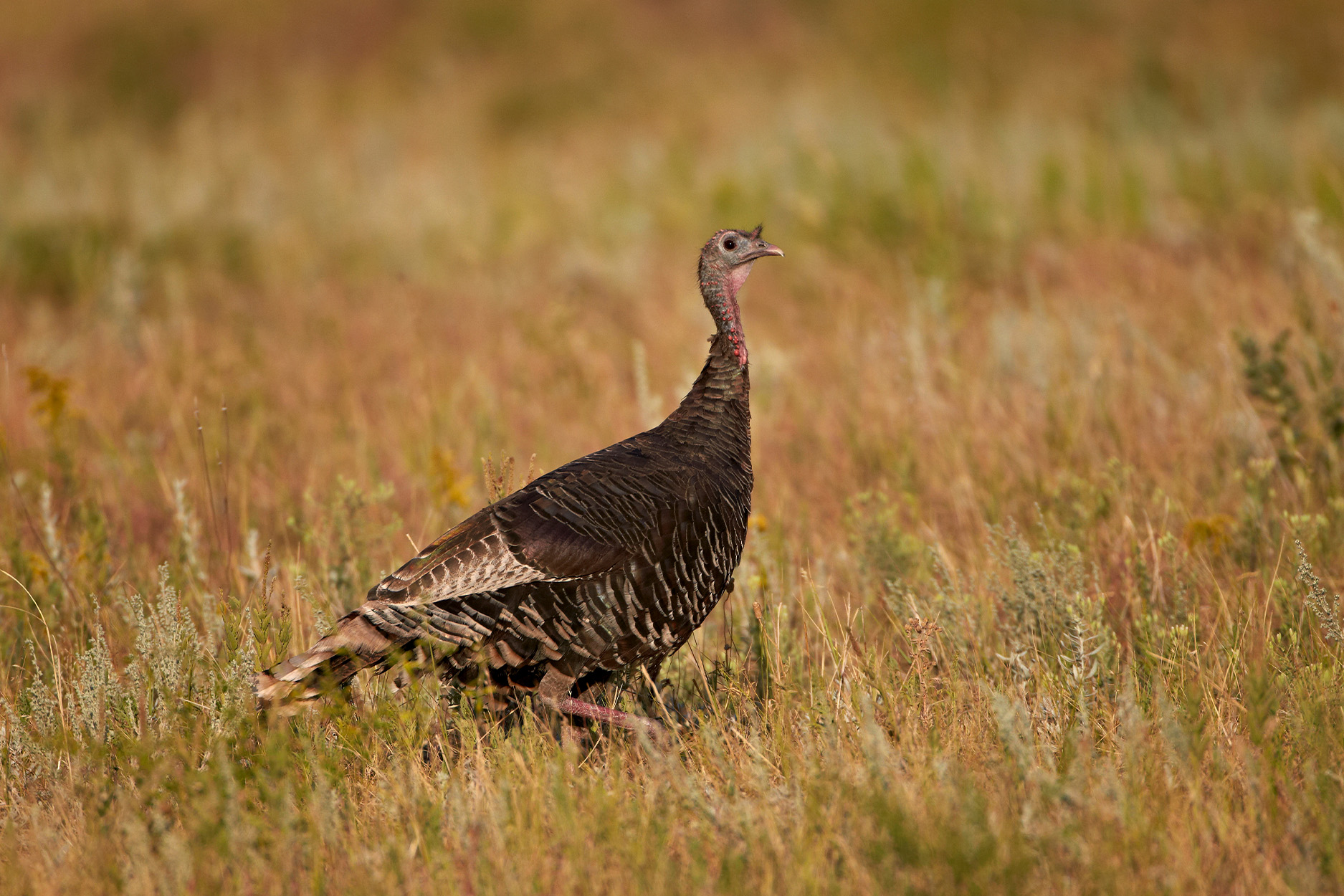 A hen walks across a field in the fall.