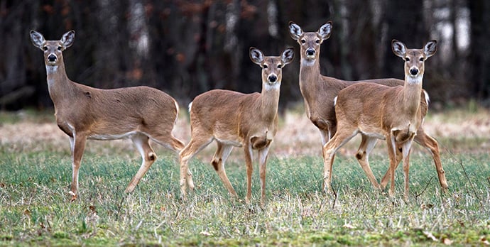 Illinois bills involving deer sharpshooting program, landowner permits expected to be signed into law – Outdoor News
