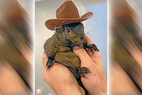 Inside the investigation, seizure and death of Peanut the social media star squirrel – Outdoor News