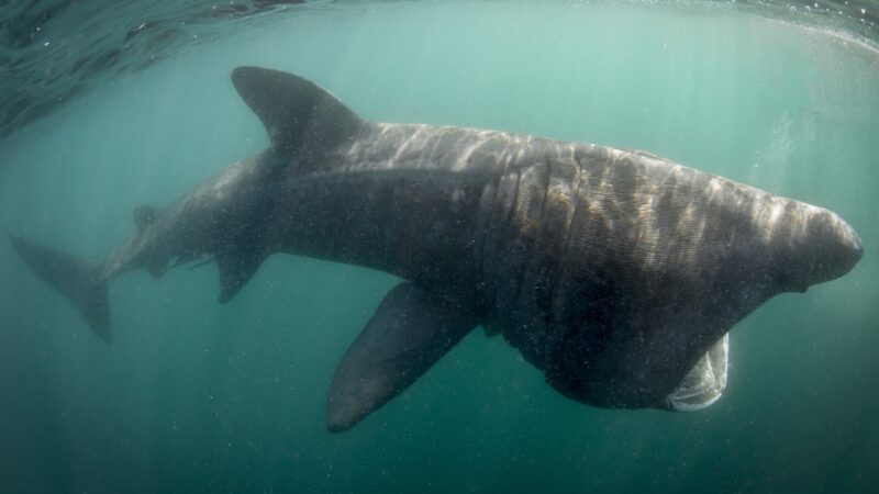 It Took 13 Hours to Capture This ‘Extremely Rare’ Shark Behavior