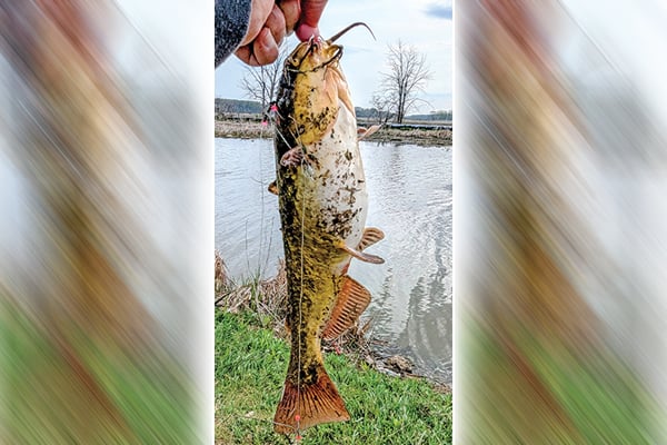 Jeffrey Frischkorn: Getting bullish over bullheads – Outdoor News