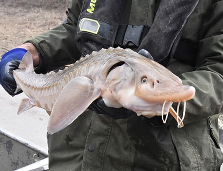 Lake sturgeon spawning returns at Melvin Price site at Illinois/Missouri border – Outdoor News