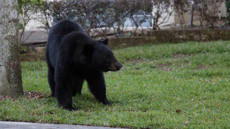 ‘Look at That Big Dog—No, Bear!’: Black Bear in Yard Shocks Man
