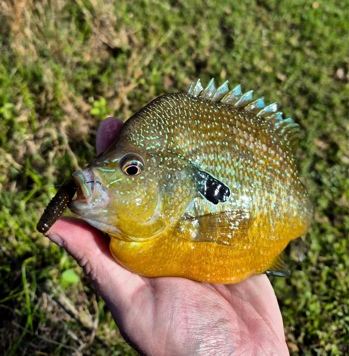 A close-up of a longear sunfish.