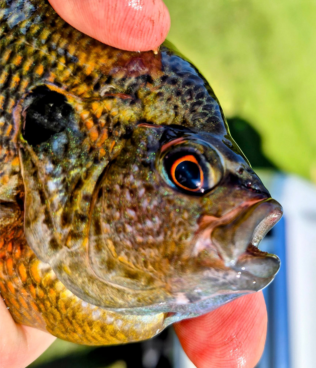 A close-up of a sunfish.