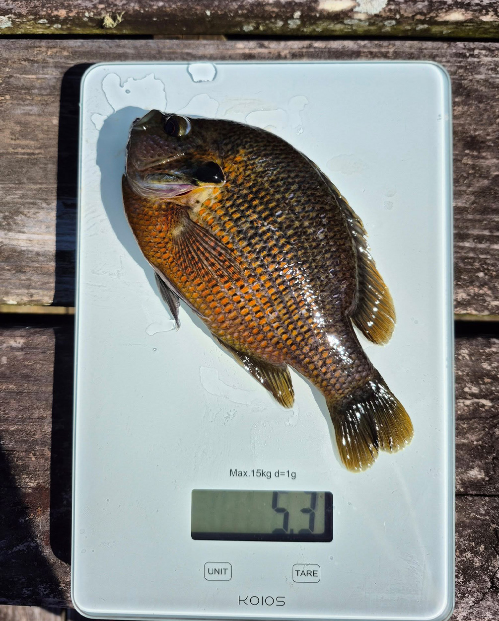 A redspotted sunfish on a scale.