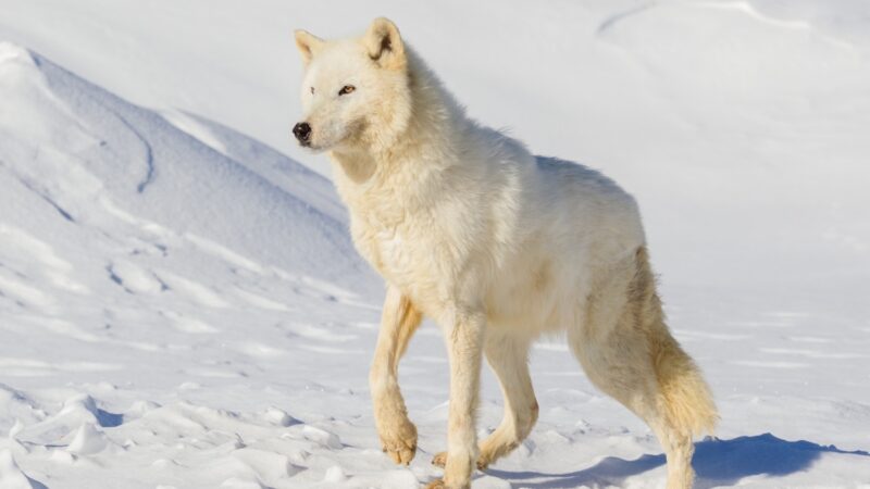 ‘Magical’ Moment: Arctic Wolves Investigate Photographers (Video)