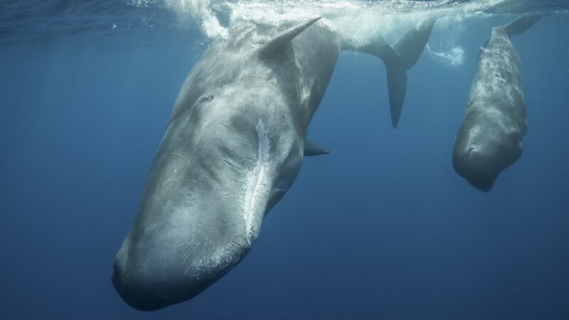 Man Encounters Sperm Whales ‘Chatting’ and ‘Cuddling’