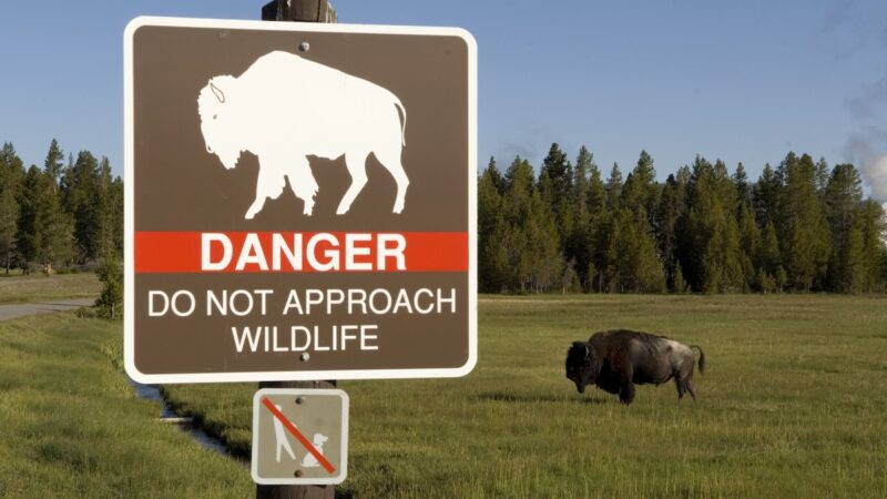 Man Injured in First Bison Attack of the Year at Yellowstone