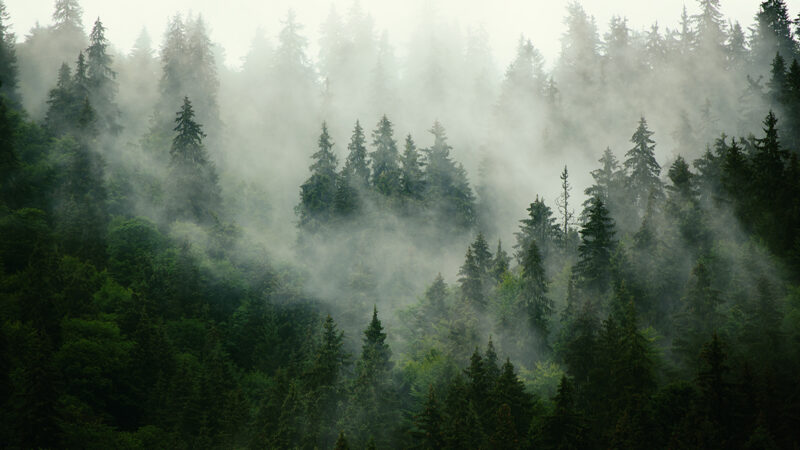 March ice storm devastated Michigan’s forest resources – Outdoor News