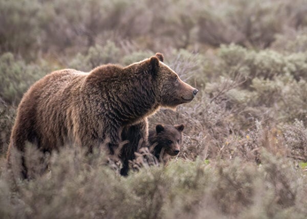 Member of popular grizzly bear family hit and killed in Wyoming’s Grand Teton National Park – Outdoor News