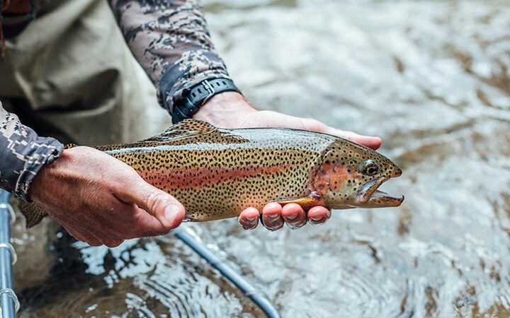 Michigan anglers see mixed results on trout opener – Outdoor News