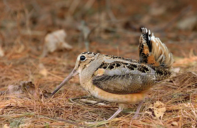 Michigan DNR does not recommend change to woodcock opening day – Outdoor News