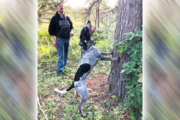 Michigan groups angry that dog quota not raised for bear training season – Outdoor News