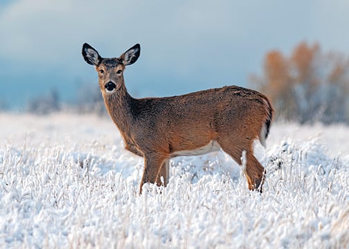 Michigan NRC adjusting deer regulations that impact antlerless harvest, specialty hunts – Outdoor News