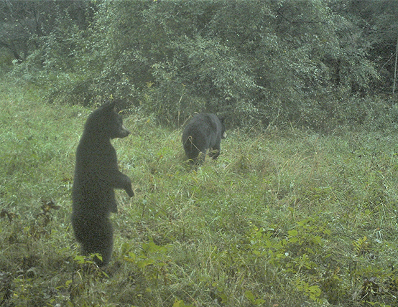 Mike Raykovicz: Some thoughts on bear safety in the turkey woods – Outdoor News