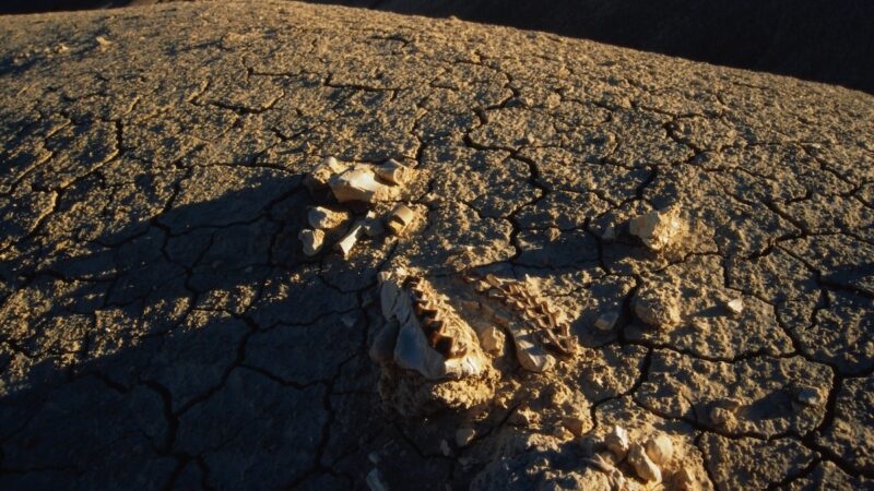 ‘Mind Blown’: Weird Trick Will Help You Tell a Fossil From a Rock