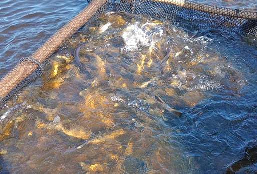Minnesota DNR wraps up walleye egg wrangling – Outdoor News