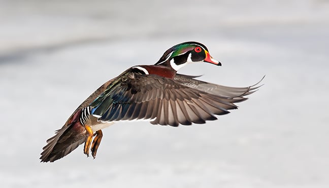 Minnesota waterfowl seasons set, with split shift in the southern zone – Outdoor News