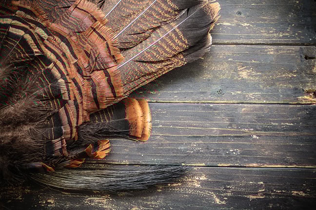 Minnesota’s spring turkey season on track for top-two finish in harvest – Outdoor News