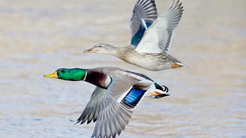 MN Daily Update: A drawdown to better duck habitat on Teal Lake – Outdoor News