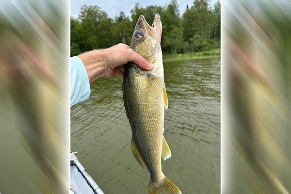 MN Daily Update: Fishing walleyes on waters without the classic walleye structure – Outdoor News