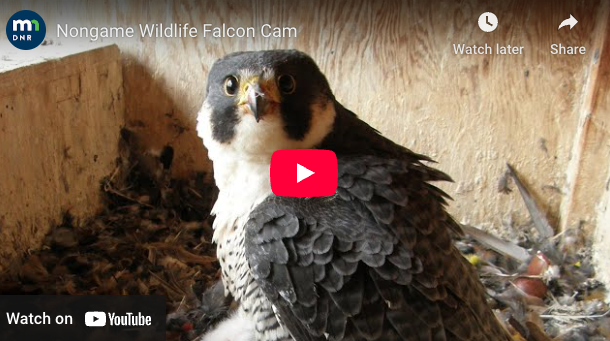 MN Daily Update: Four chicks hatched in nesting box monitored by DNR FalconCam – Outdoor News