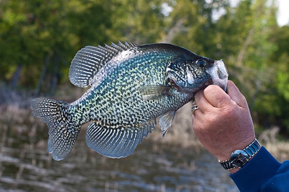 MN Daily Update: Mr. Walleye’s approach to catching the biggest crappies – Outdoor News