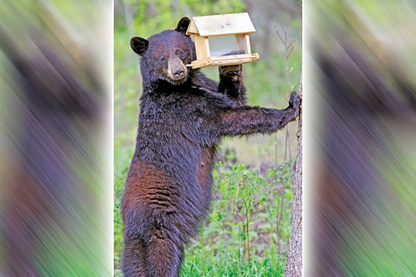 MN Daily Update: Reduce conflicts with black bears this spring – Outdoor News