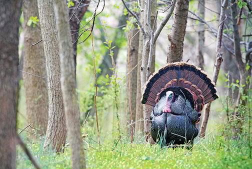 MN Daily Update: Still time to fill that turkey tag – Outdoor News