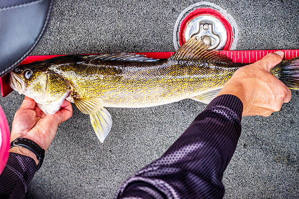 MN Daily Update: What’s working for walleye anglers on the Mississippi River right now – Outdoor News