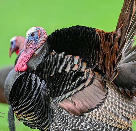 More than 10,000 turkeys killed so far in Ohio’s South Zone – Outdoor News