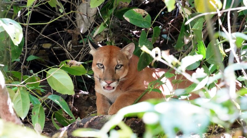 Mountain Lion on Oahu? Officials Search for Large Mystery Animal