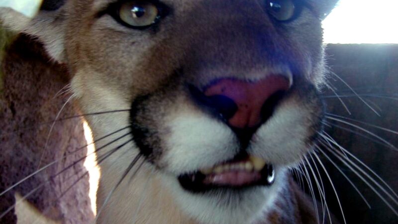 Mountain Lion Prowls by Home, Triggers Doorbell Cam at 2 AM