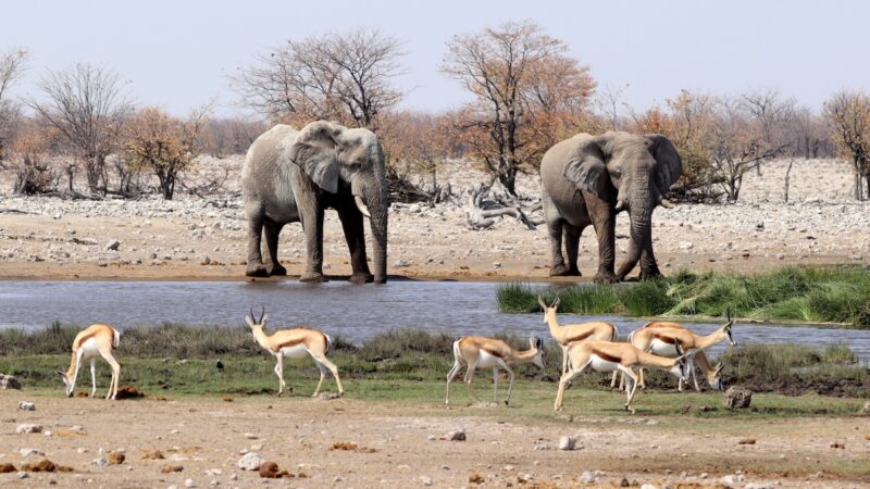 Move It or Lose It: Grumpy Elephant Kicks Impala on Trail Cam