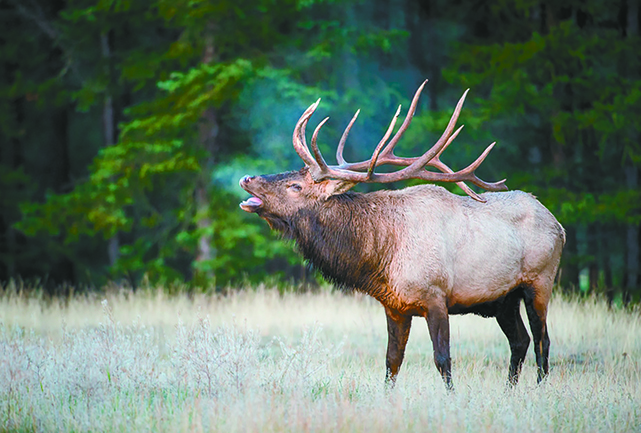 National Guard helicopter crew landed on ranch, trespassed to take elk antlers, citations say – Outdoor News