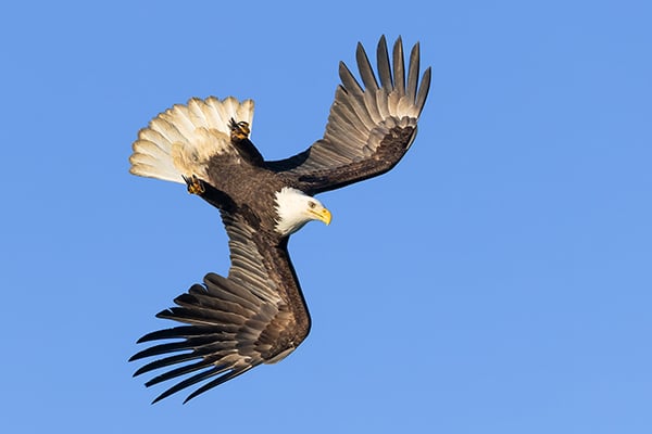 Nature Smart: An Alaska eagle photo tour never disappoints – Outdoor News