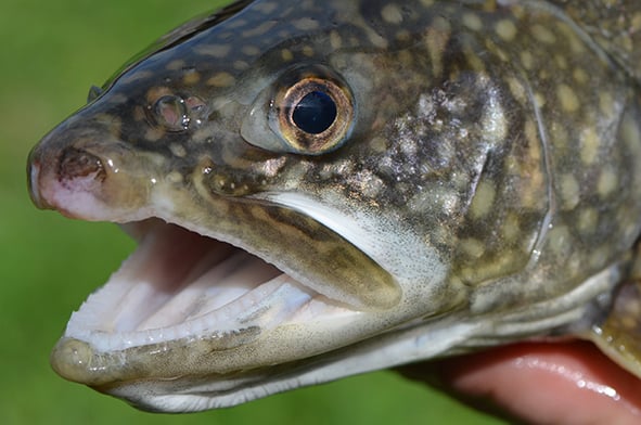 New York’s Lake Champlain lake trout holding their own as stocking ends after 2025 – Outdoor News
