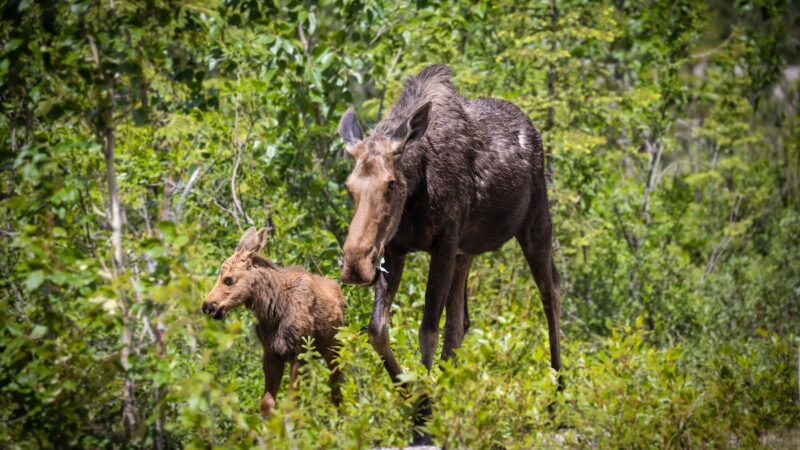 NEWS: A Moose Attacked a Man and His Dogs in Colorado