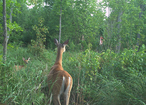 Northeast Minnesota deer study meant to help set regs enters year two of three – Outdoor News