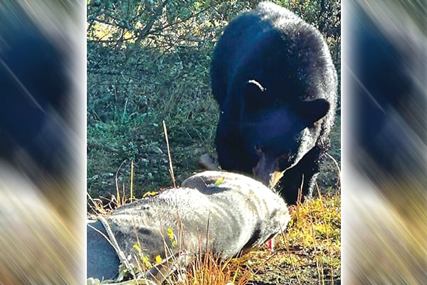 Notes off a soiled cuff: A hunting story from Pennsylvania that tops them all – Outdoor News