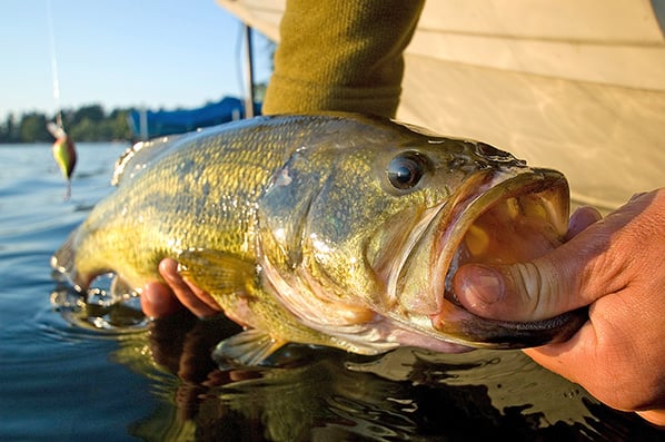 Number of Michigan bass tournaments dips slightly in 2024 – Outdoor News
