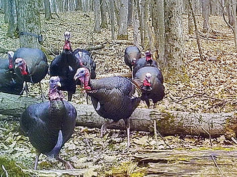 Oak Duke: Dealing with bully jakes – Outdoor News