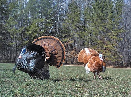 Off-colored turkeys caught on camera in central Minnesota – Outdoor News